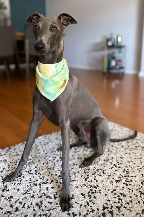 dog S melody bandana