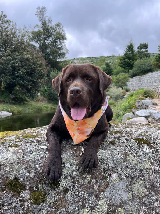 dog_happy bandana