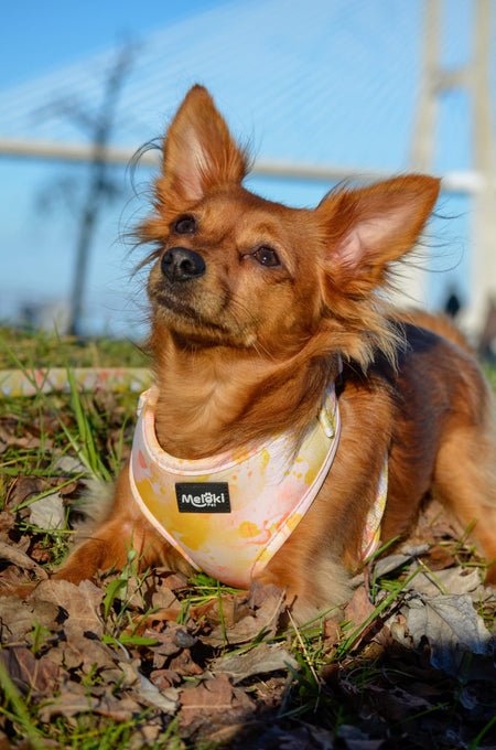 XS Happy Harness