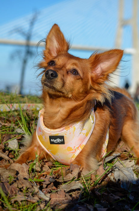 XS Happy Harness