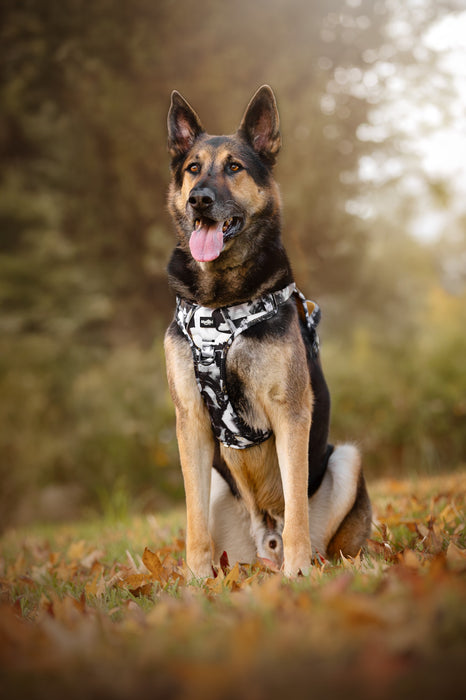 Reason Trail Harness