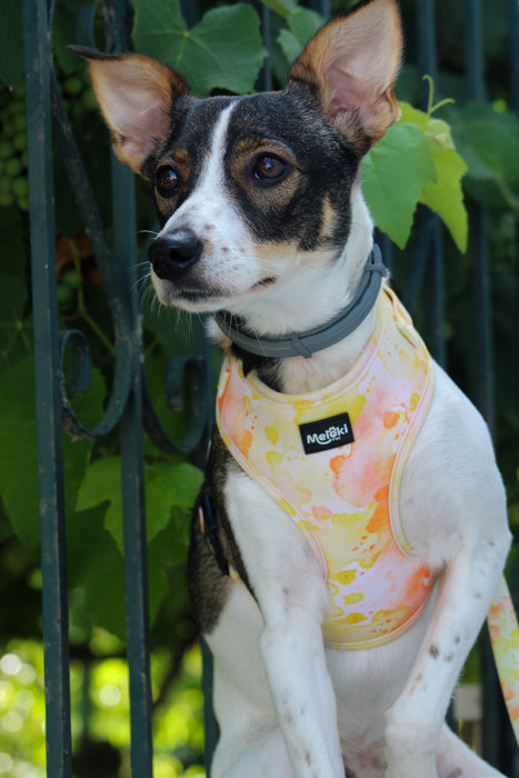 Size S dog happy